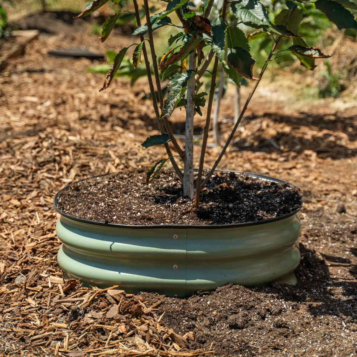 Metal Tree Surround, 8 Inches Tall