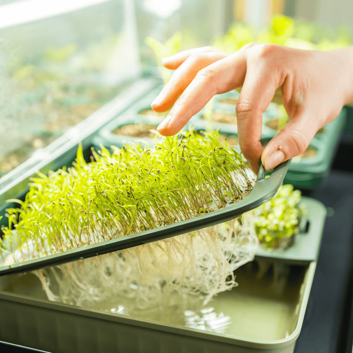 Product photo of grow light garden with storage