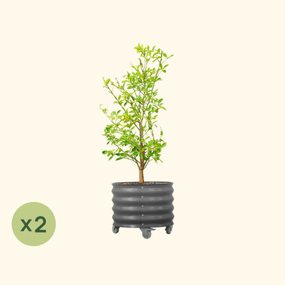 Product photo of rolling citrus planters, two 20-gallon pots