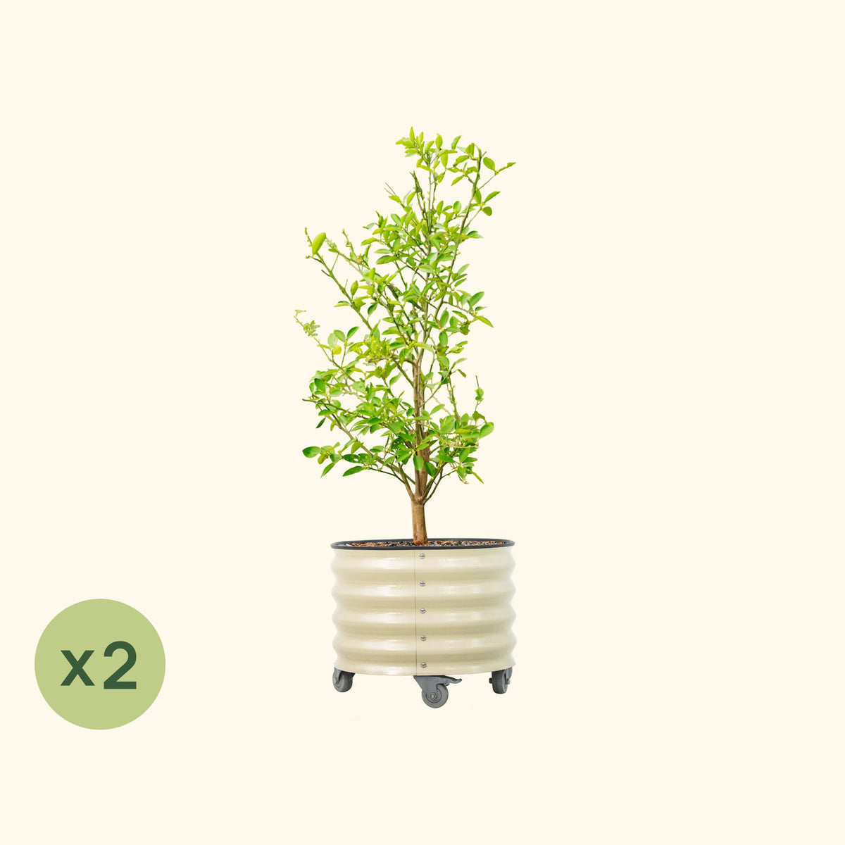 Product photo of rolling citrus planters, two 20-gallon pots