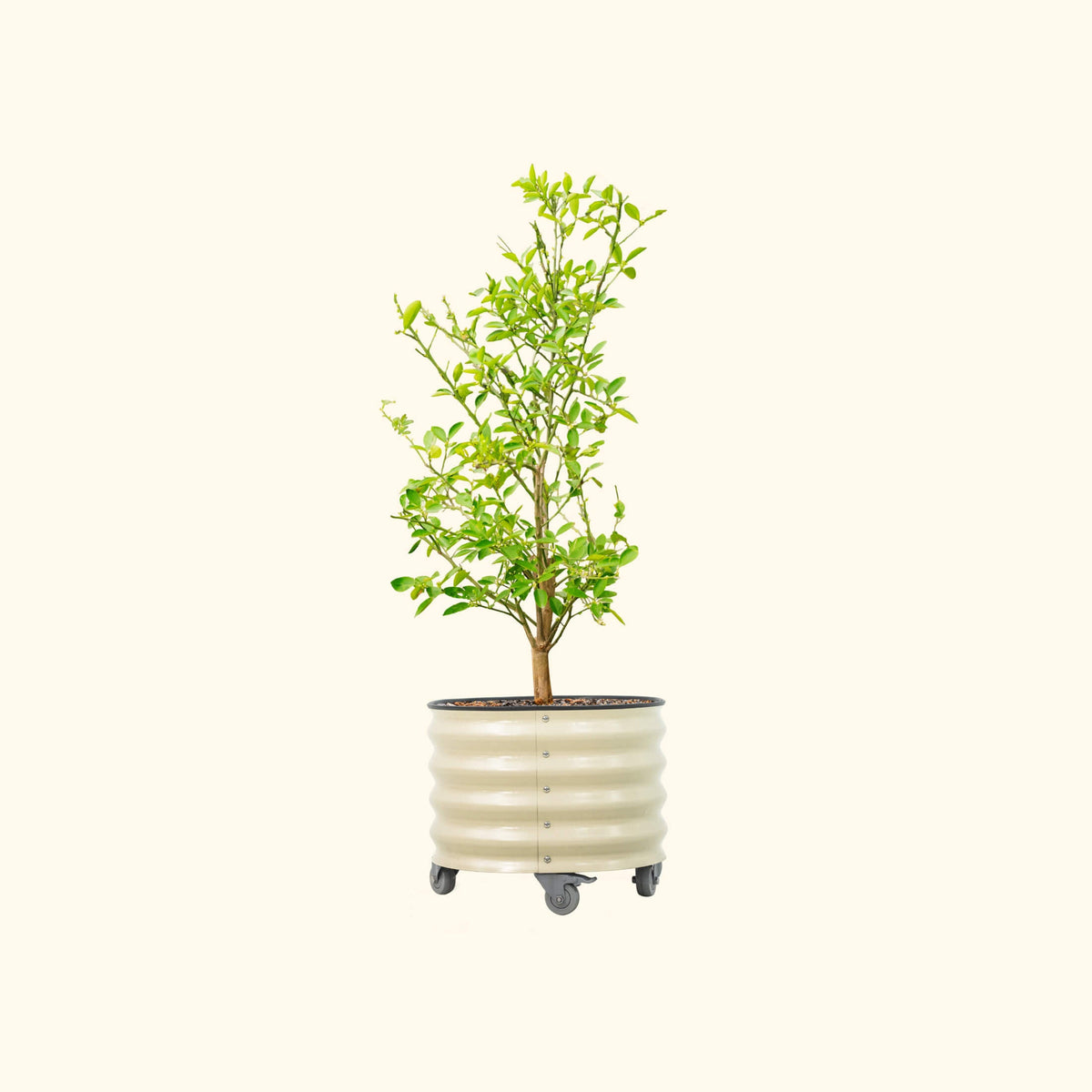Product photo of rolling citrus planter, 20 gallons