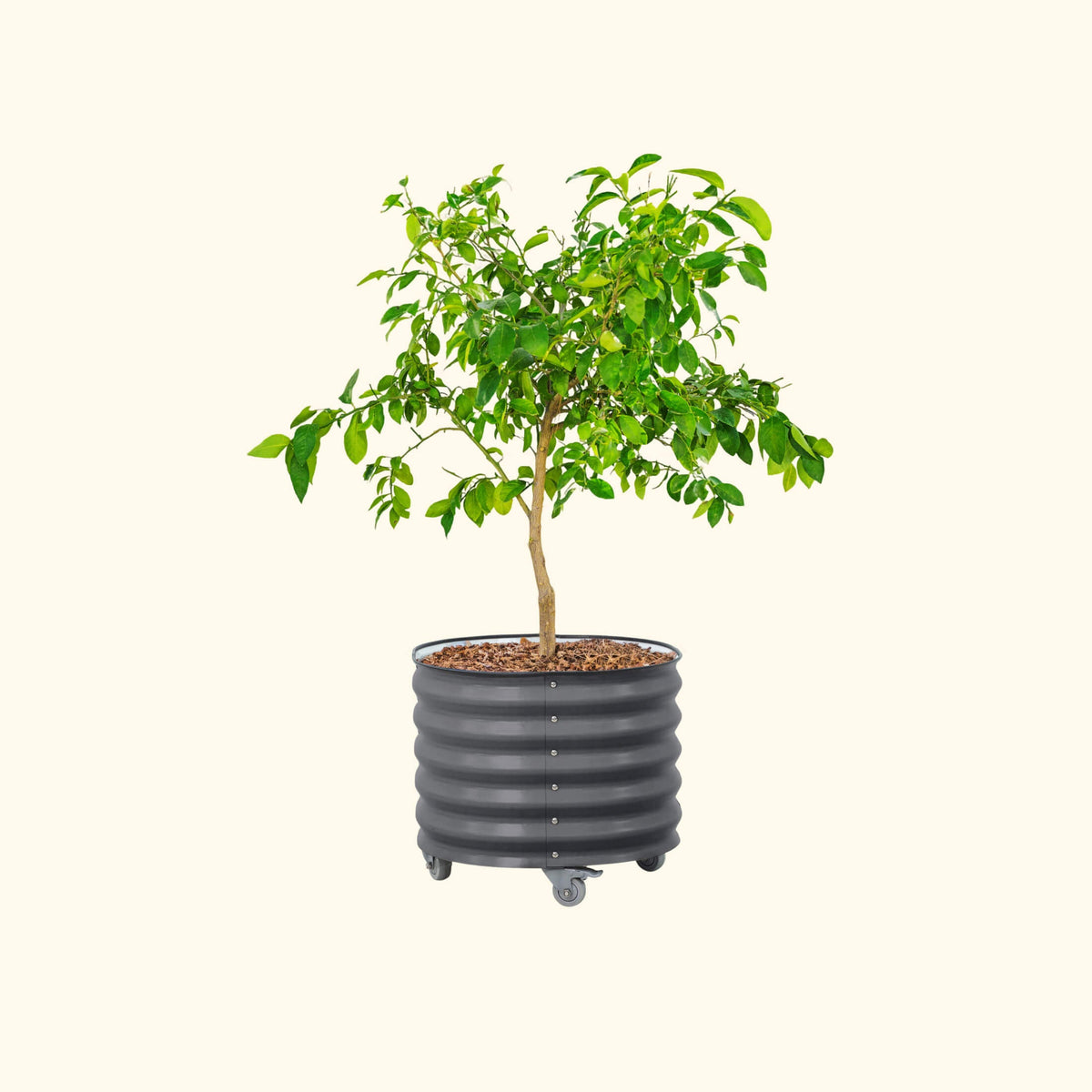 Product photo of rolling citrus planter, 30 gallons