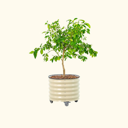 Product photo of rolling citrus planter, 30 gallons