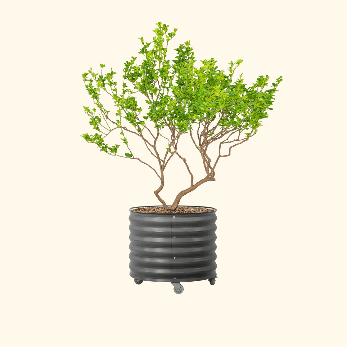 Product photo of rolling citrus planter, 45 gallons
