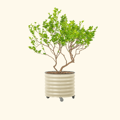Product photo of rolling citrus planter, 45 gallons