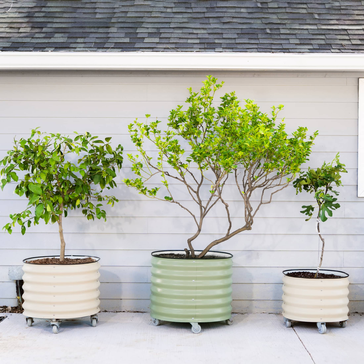 Product photo of rolling citrus planter, 45 gallons