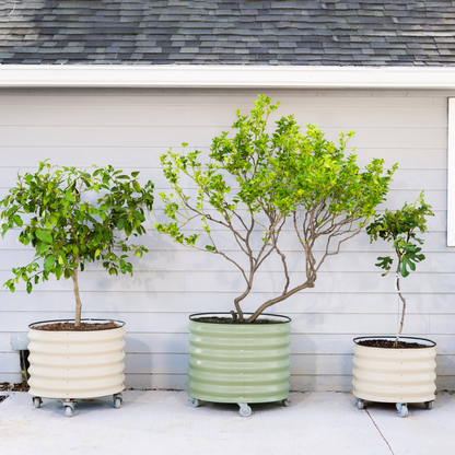 Product photo of rolling citrus planter, 45 gallons