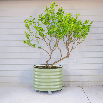 Product photo of rolling citrus planter, 45 gallons