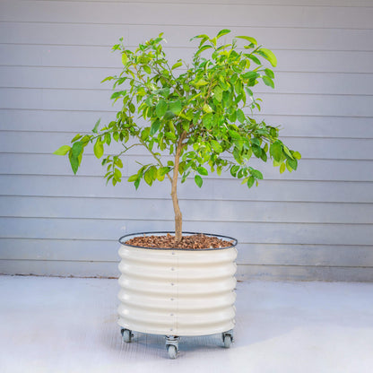 Product photo of rolling citrus planter, 20 gallons