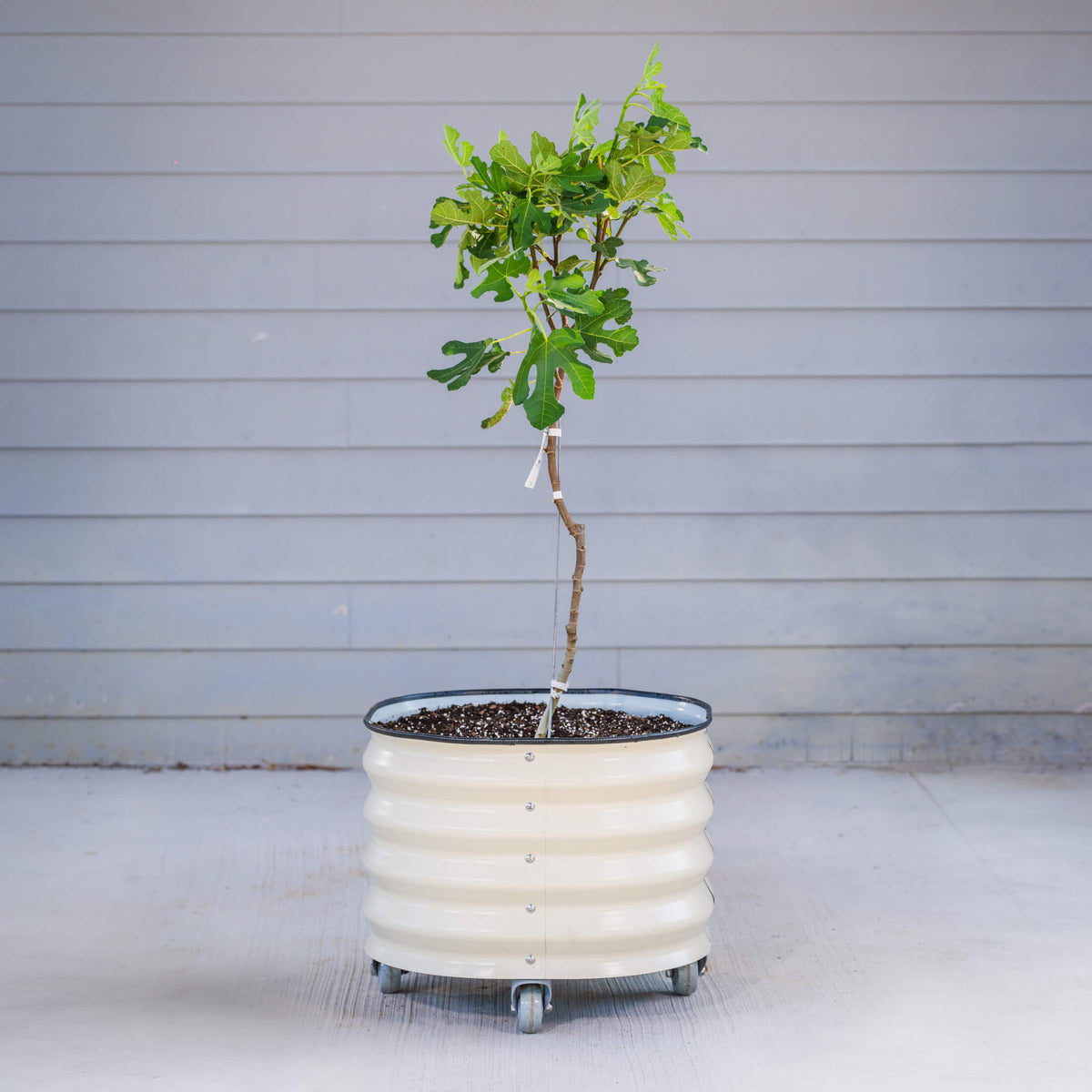 Product photo of rolling citrus planter, 20 gallons