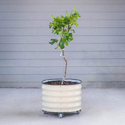 Product photo of rolling citrus planter, 20 gallons
