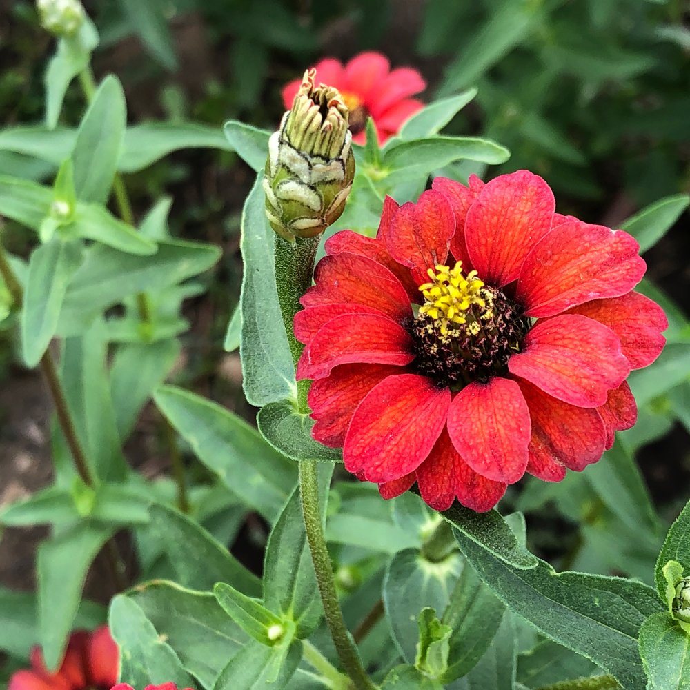 Seed packet for peruvian zinnia blend seeds