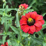 Seed packet for peruvian zinnia blend seeds