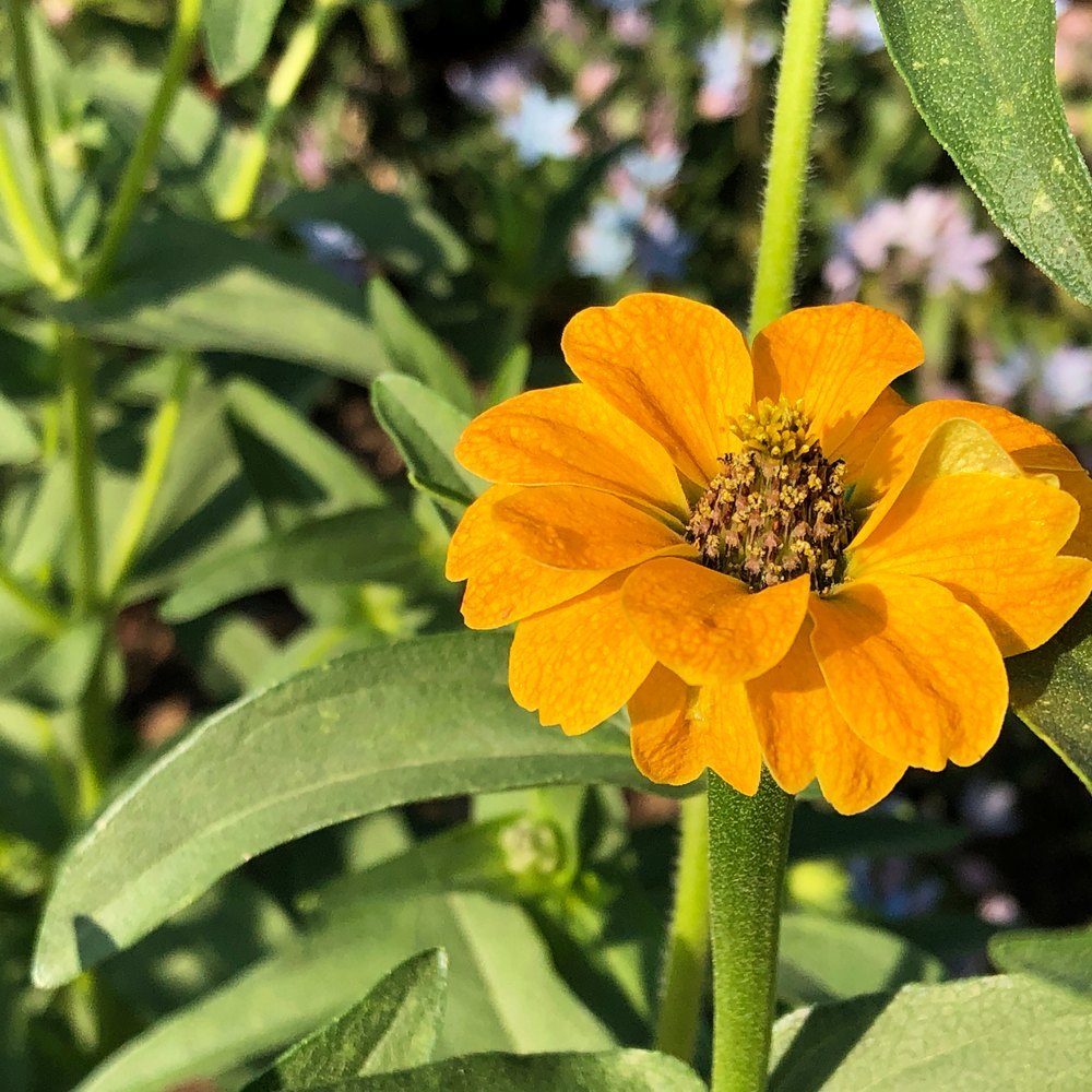 Seed packet for peruvian zinnia blend seeds