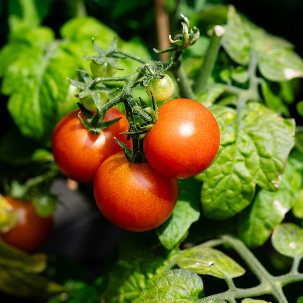 Red Ace 55 bush tomatoes