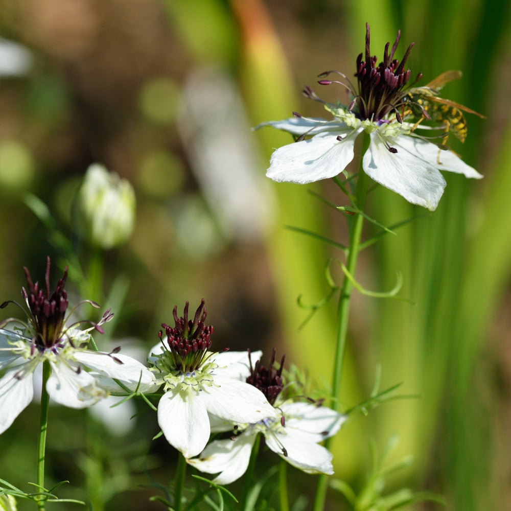 African Bride flowers with dark papery seed pods