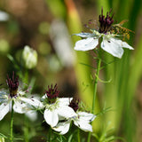 African Bride flowers with dark papery seed pods