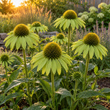 Alan's Pride Echinacea Seeds growing in a home garden