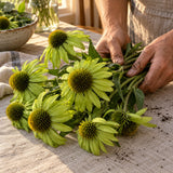 Alan's Pride Echinacea Seeds harvest up close