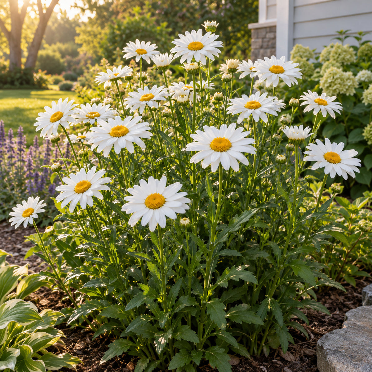 Alaska Shasta Daisy Seeds growing in a home garden