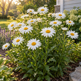 Alaska Shasta Daisy Seeds growing in a home garden