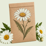 Kraft seed packet illustrated with Alaska Shasta Daisy, with fresh Alaska Shasta Daisy beside it