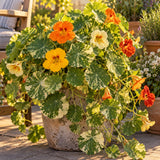 Alaska Variegated Nasturtium Seeds growing in a home garden