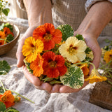 Alaska Variegated Nasturtium Seeds harvest up close