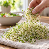 Alfalfa Sprouting Seeds harvest up close