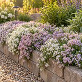 Allure Pastel Sweet Alyssum Seeds growing in a home garden