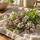 Allure Pastel Sweet Alyssum Seeds harvest up close