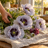 Amazing Grey Corn Poppy Seeds harvest up close
