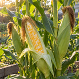 Ambrosia Sweet Corn Seeds growing in a home garden
