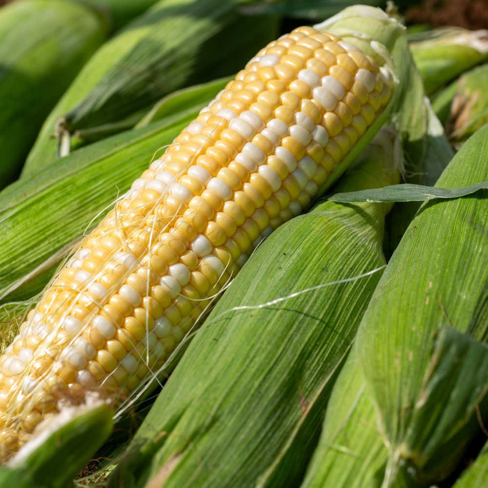 Product image of ambrosia sweet corn seeds