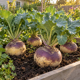 American Purple Top Rutabaga Seeds growing in a home garden