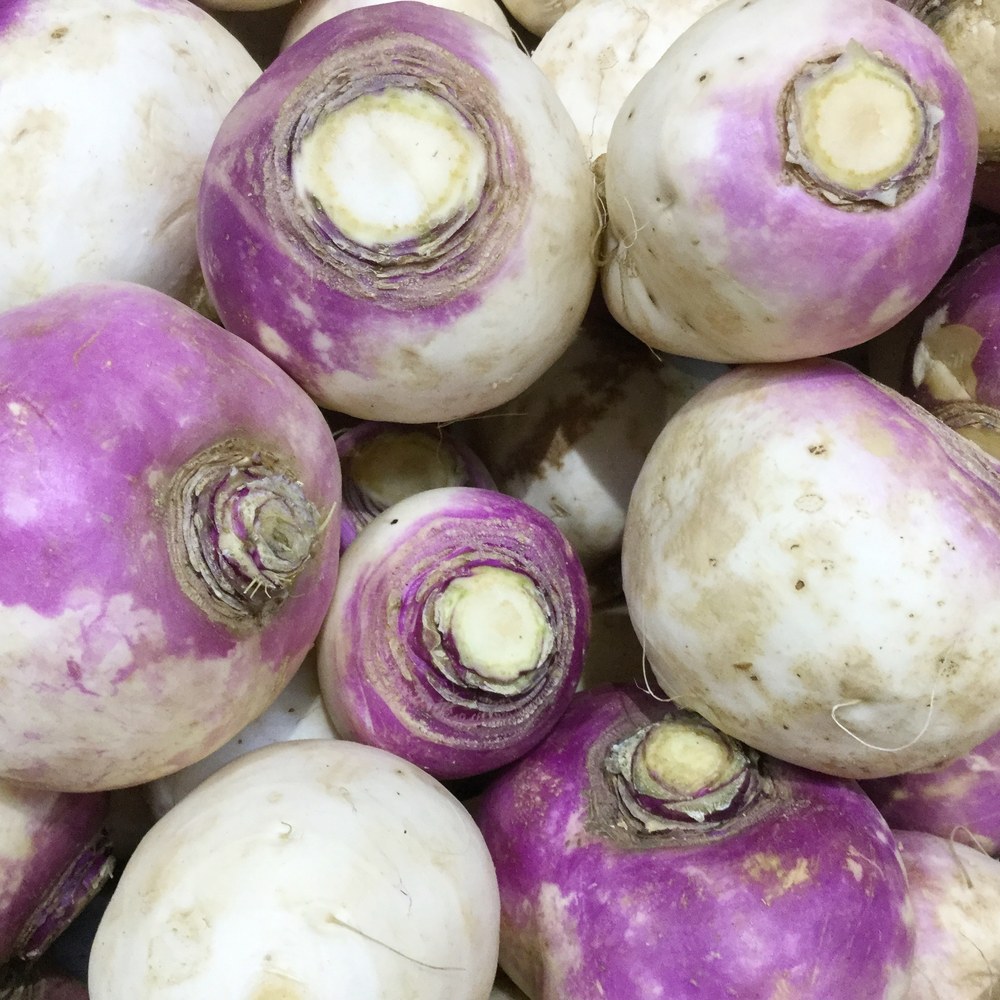 Purple topped rutabaga roots
