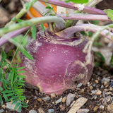 Purple topped rutabaga roots