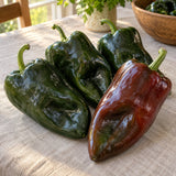 Ancho Poblano Chile Pepper Seeds harvest up close