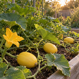 Angel Hair Spaghetti Squash Seeds growing in a home garden