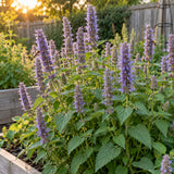 Anise Hyssop Seeds growing in a home garden