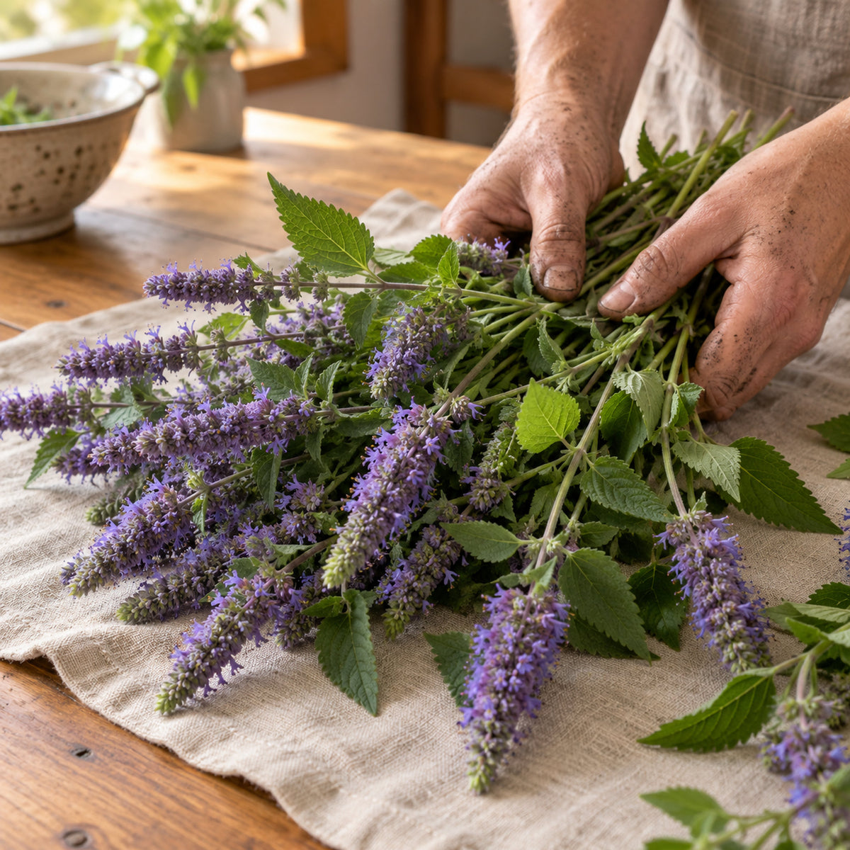 Anise Hyssop Seeds harvest up close