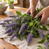 Anise Hyssop Seeds harvest up close