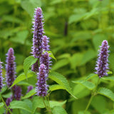 Lavender blue anise hyssop flower spikes