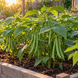 Antigua Bush Bean Seeds growing in a home garden