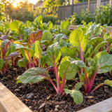 Apple Blossom Swiss Chard Baby Greens Seeds growing in a home garden