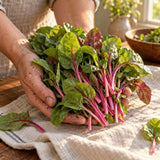 Apple Blossom Swiss Chard Baby Greens Seeds harvest up close