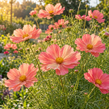 Apricotta Cosmos Seeds growing in a home garden