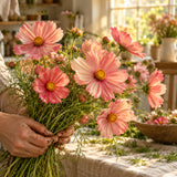 Apricotta Cosmos Seeds harvest up close