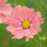 Apricot pink Apricotta cosmos flowers with yellow centers