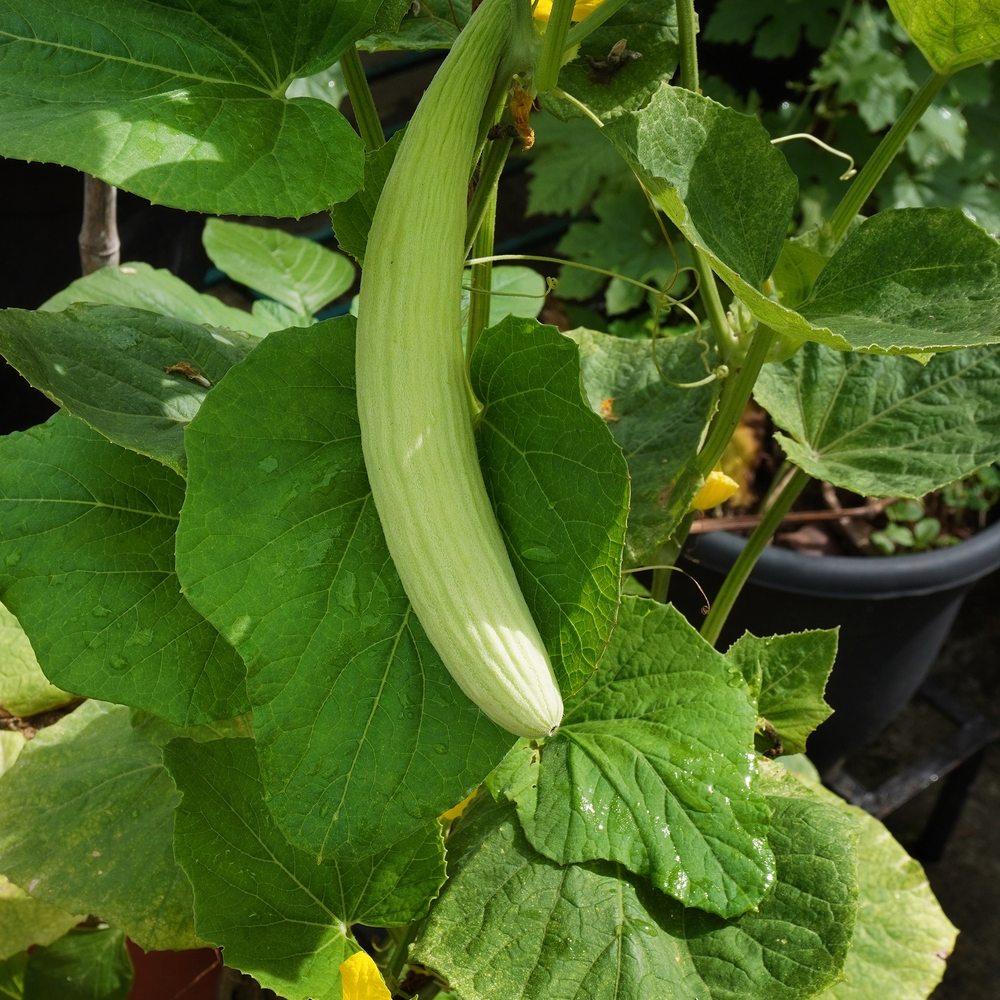 Long light green Armenian cucumber fruit